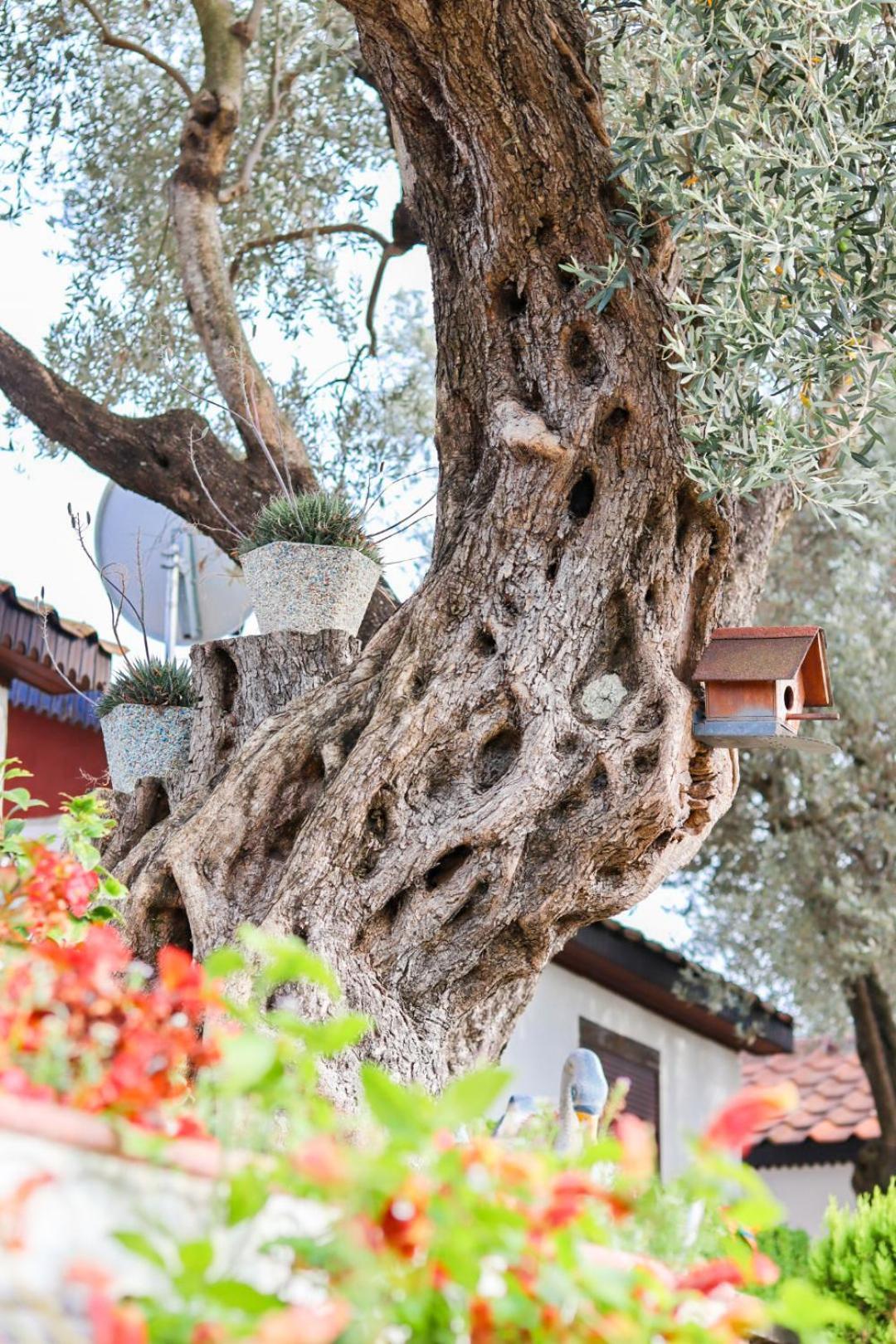 Hilja'S Oliven Garden Bungalows Ulcinj Exterior foto